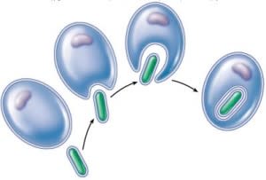endosymbiosis_c_la_784-300x203.jpg