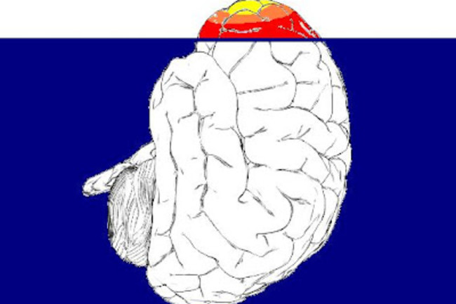 tip-of-brain.jpg