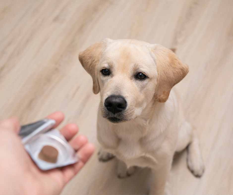 does fish oil help dogs with fleas