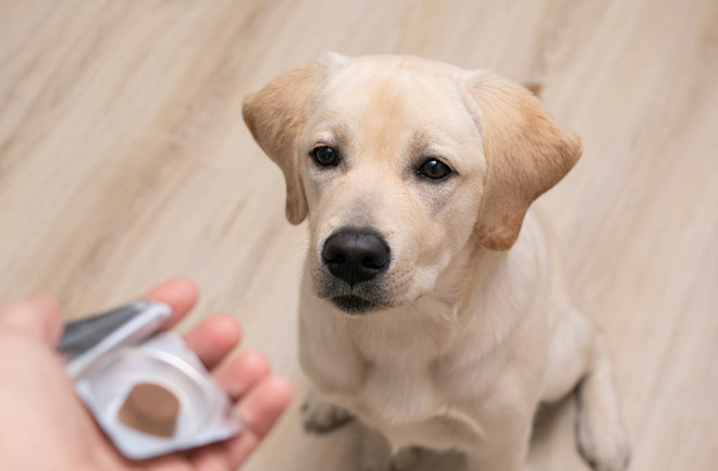 25 Best Flea Medicines for Dogs in 2024 Discover Magazine