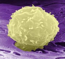 stem-cell-bone-marrow.jpg