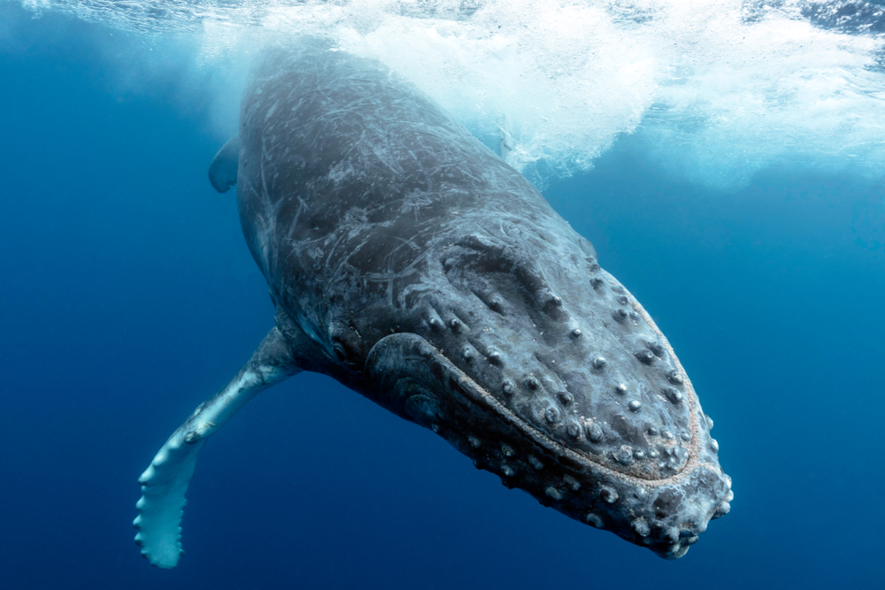 Humpback whales are increasingly giving up singing

End-shutdown