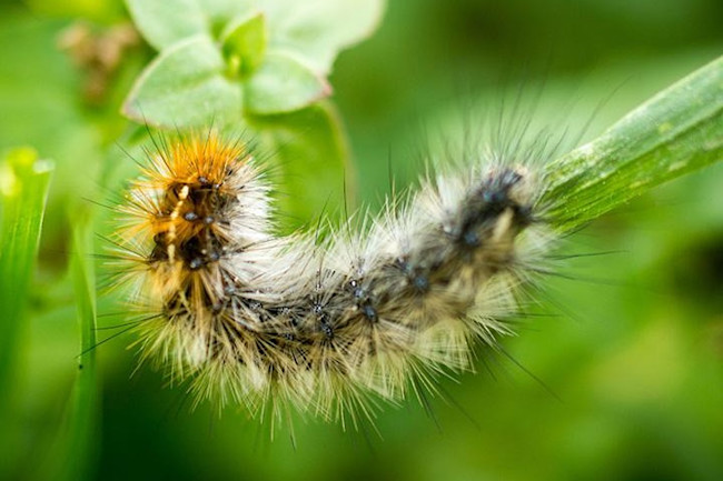 caterpillars count niv-singer unsplash
