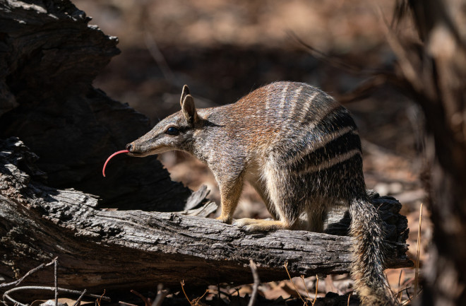 numbat sitting on a log with long tongue