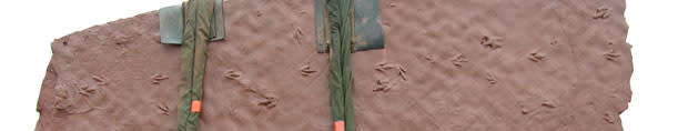 footprint3.jpg
