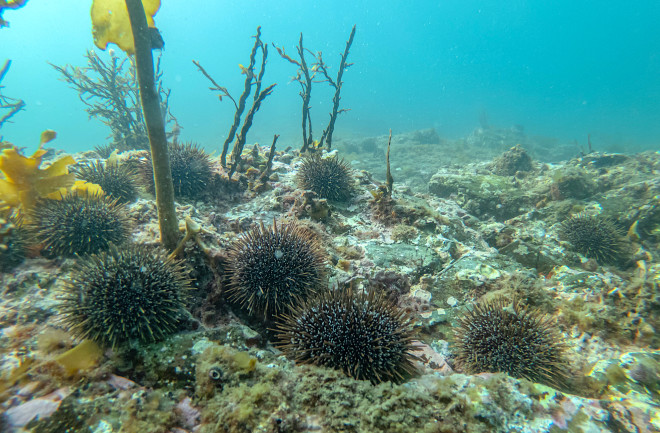 Urchin barren