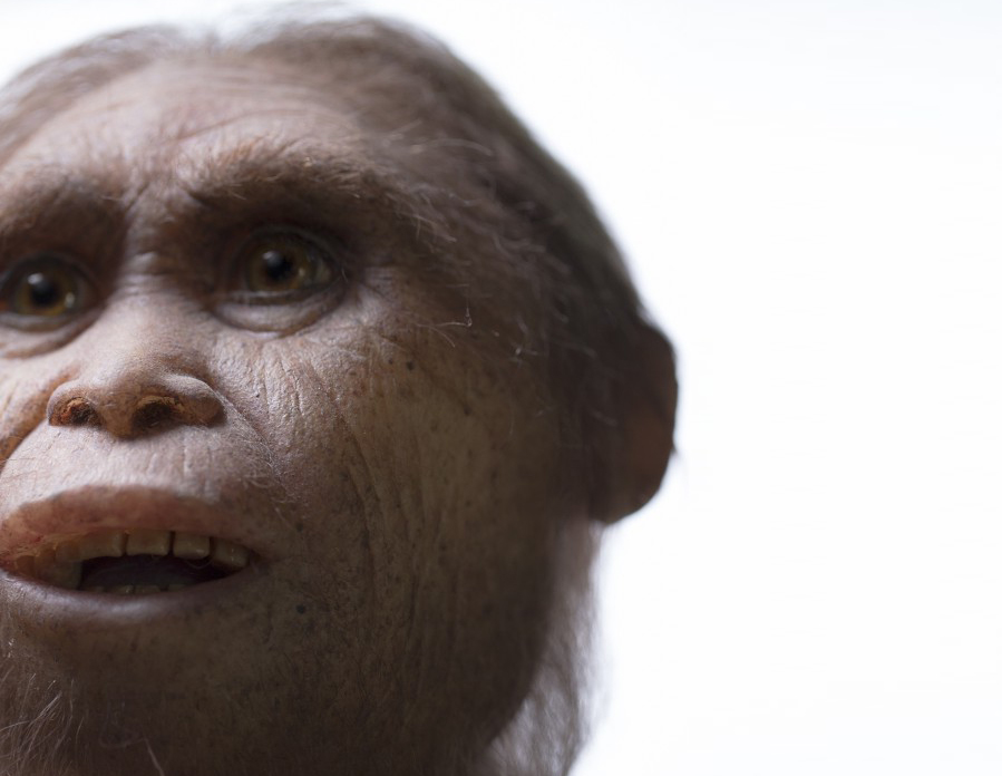 Return to Flores "Hobbit" Hominin Ancestor Discovered Discover Magazine