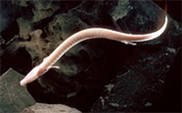 Olm.jpg