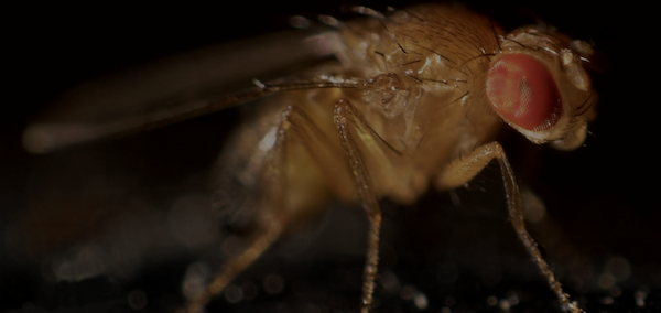 darkfly.png