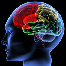 brain3-220.jpg