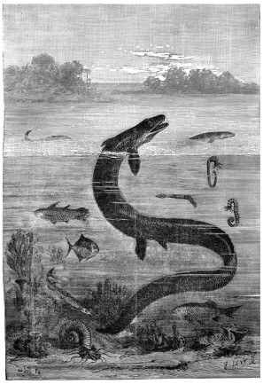 Vintage marine reptile illustration