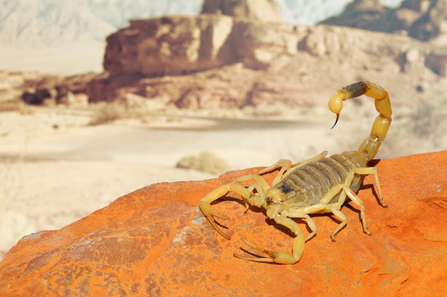 What&#39;s So Special About the Deathstalker Scorpion? | Discover Magazine