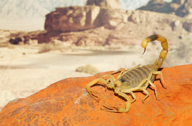 deathstalker scorpion - shutterstock 579350458