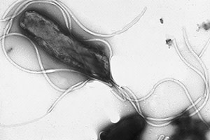 hpylori.jpg