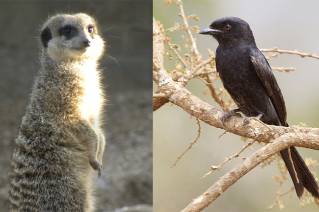 Meerkat_drongo.jpg