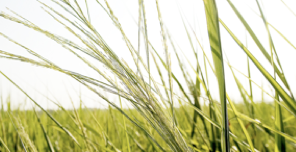 switchgrass.png