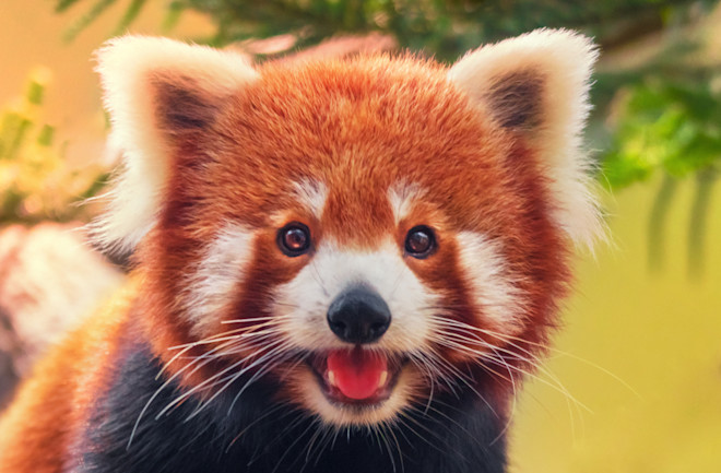 Red Panda lead