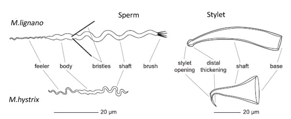 Sperm.jpg