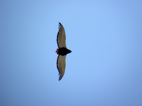 Bateleur.jpg