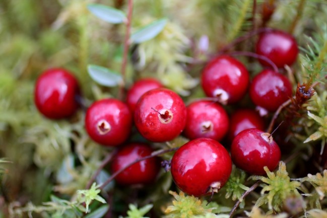 Cranberries Can Bounce, Float And Pollinate Themselves: The Saucy