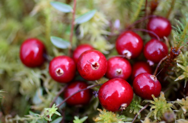 cranberry-bush-wild