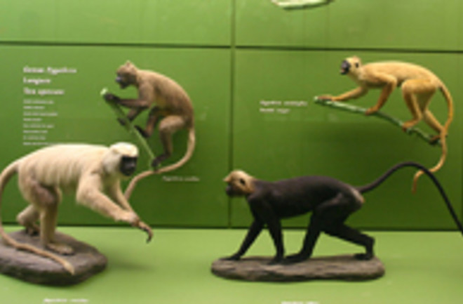 primates.jpg
