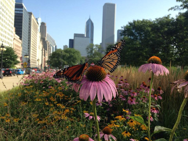 Monarch echinacea Chicago - Field Museum