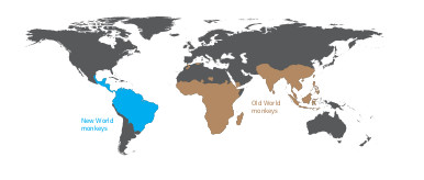 A Primer To Our Planet Of Monkeys Discover Magazine   DSC MK0719 03 Monkey Map 