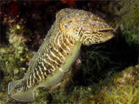 Cuttlefish.jpg