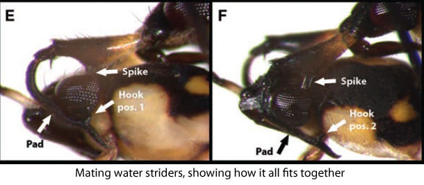 Water_strider_sex.jpg
