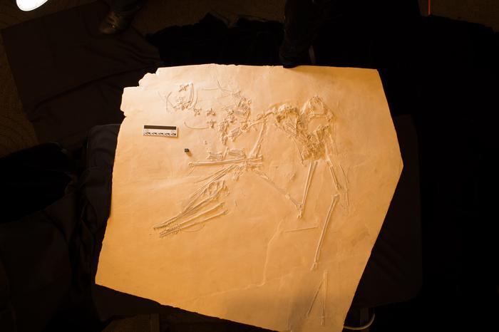 El rey alza el vuelo: un pterosaurio prehistórico “Elvis” descubierto por primera vez