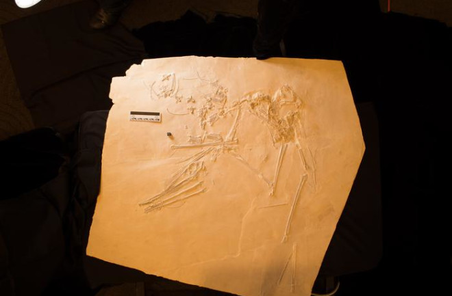 Photograph of the whole specimen of Petrodacyle skeleton