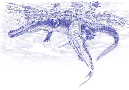 Shark-vs-crocodile.jpg