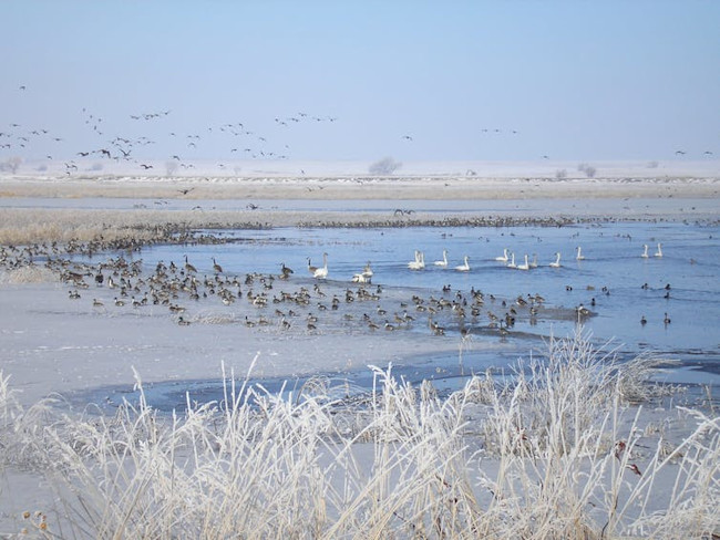 Road salt on wetland communities