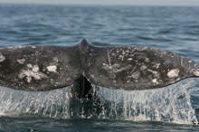 whaletail1.jpg