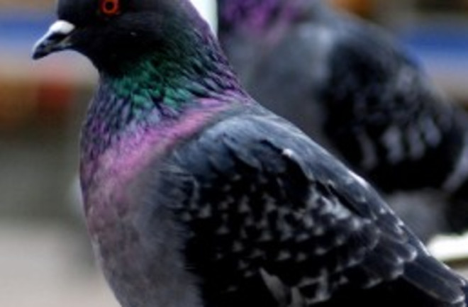 pigeonpic-258x300.jpg