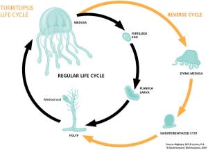 Ordinarily, jellyfish are born from eggs and grow into larvae, which morph into polyps before becoming free-swimming medusa. Turritopsis isn’t bound by that life cycle. If you skewer a medusa, it can turn back into a polyp. (Credit: Alison Mackey/Discover and Jay Smith)