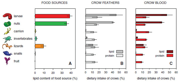 Crow_food.jpg