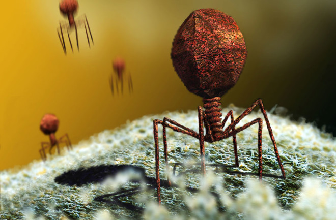 Bacteria-Killing Phages Could Be an Alternative to Antibiotics