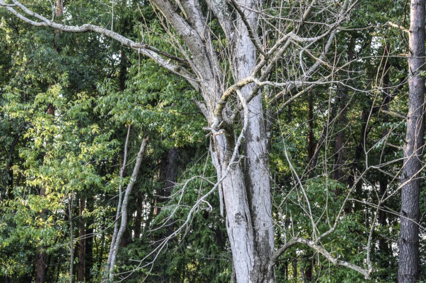 Can Genetic Engineering Save Disappearing Forests? | Discover Magazine