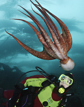 Genome Reveals Clues to Octopus Intelligence | Discover Magazine