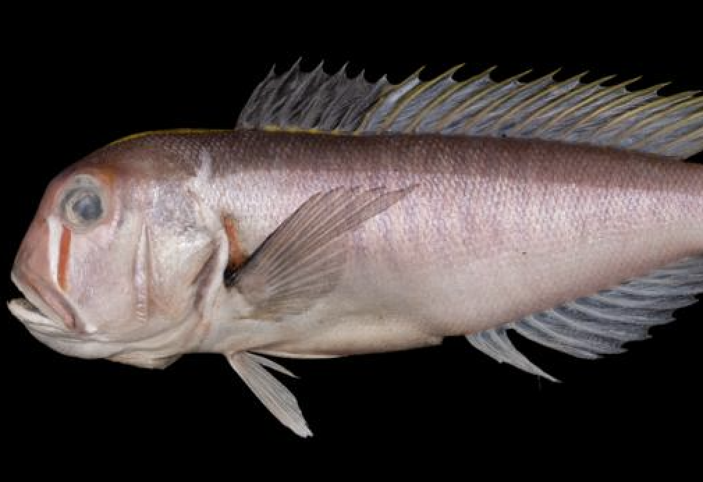 A New Fish Species Seems to Wear Red Face Paint, Similar to a Studio Ghibli Character