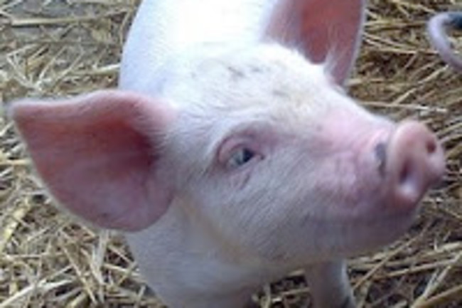 piglet.jpg