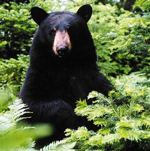 Breaking: Mama Bear only made 79% of porridge Papa Bear made – Whitman Wire