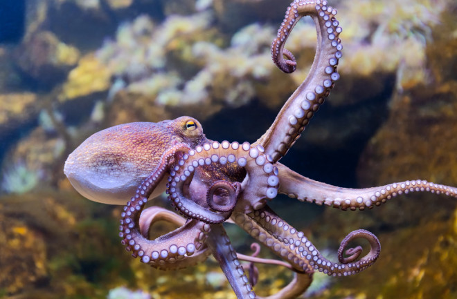 Octopus suckers