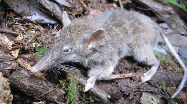 Lowly Rat Gnaws & Chews to Top of the Rodent World