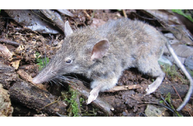 Newly discovered rat that can't gnaw or chew | Discover Magazine