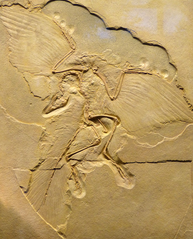 archaeopteryx lithographica fossil