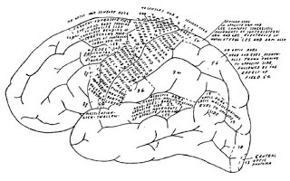 Foerster_Penfield_cortical_map.bmp