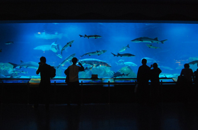 Sturgeon at Beijing Aquarium - Wikimedia Commons